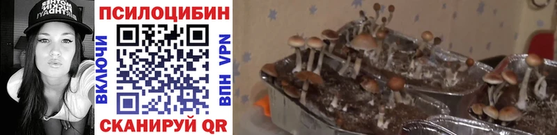 Псилоцибиновые грибы мицелий блэк спрут как войти Светлоград